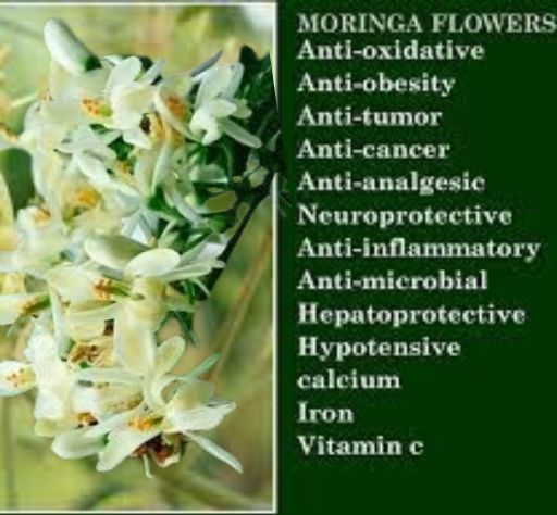 Murungai Poo ( Moringa flower) Powder 25 gm — 2