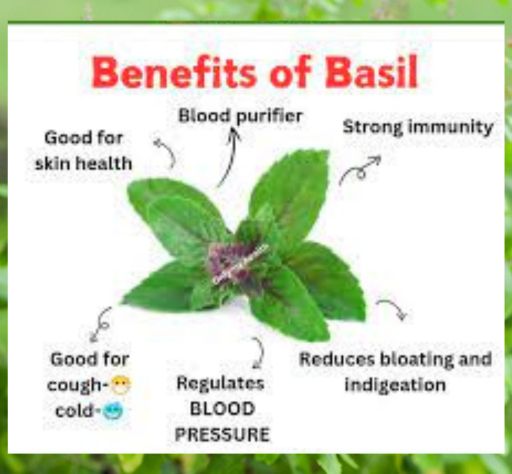 Thulasi Powder / Tulasip — 2