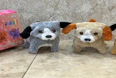 Animal Dog — 2